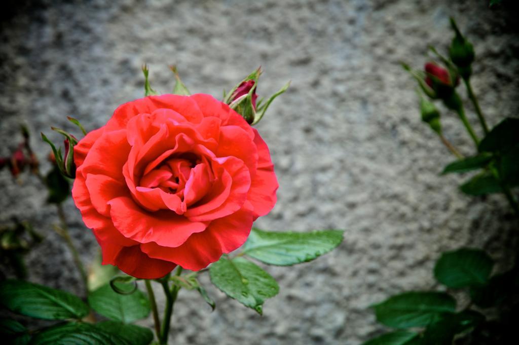Le Rose Villa San Biagio della Cima Exterior photo